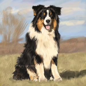Australian Shepherd