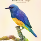 Blue Backed Tanager
