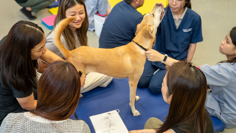 CCFT Lab Days in Bangkok an der Kasetsart University mit Macanis und Teilnehmern aus Thailand, China und den USA