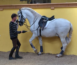 Piaffe in-hand beginngings April 2015