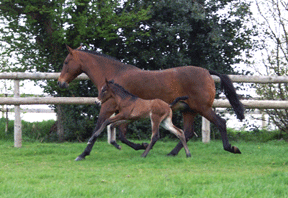 Iberidela with Jareta Principe