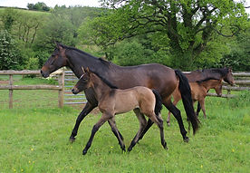 Adelante and Neri e.jpg
