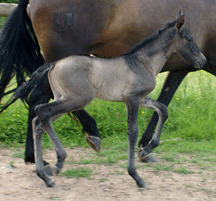 Jareta Rocosa Chocolate Dun foal