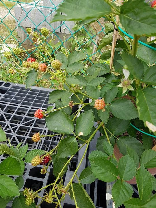 Thumbnail: BlackBerry Tree