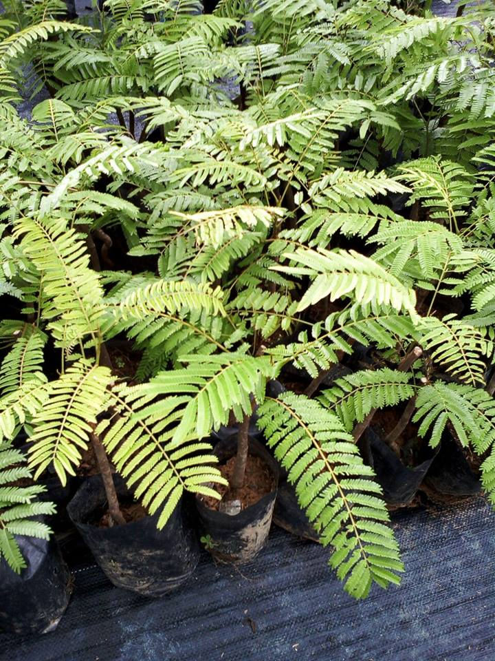 Thumbnail: Pokok Petai Hybrid