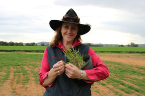 Research undertaken by the University of NSW and Charles Sturt University is now investigating the design of a suitable detection technology to detect grass seeds early in sheep, facilitating earlier management decisions to reduce contamination levels and impacts to flocks.
