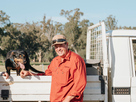 Merinos Benchmarked Side-by-side in National Trial