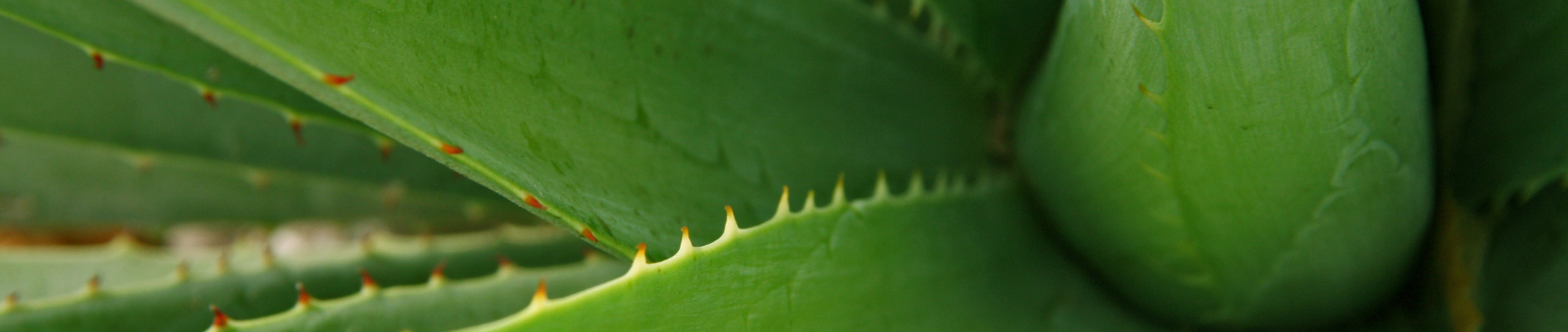 close up of aloe plant leaves