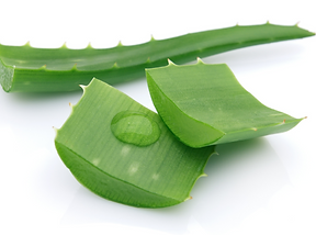 slice of aloe leaf