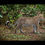 Miniature : Léopard - Botswana