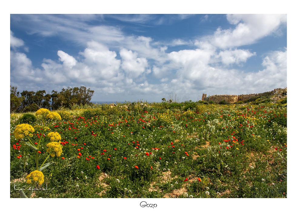 Etendue de verdure parsemée de fleurs sur l'île de Gozo