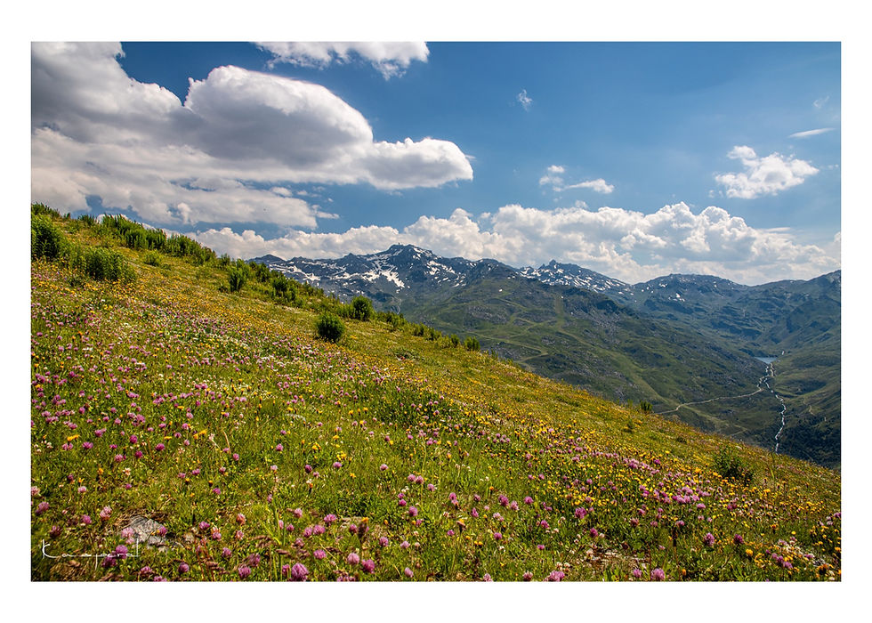 Cumulus de beau temps dans le ciel au dessus d'une prairie fleurie dans les Alpes