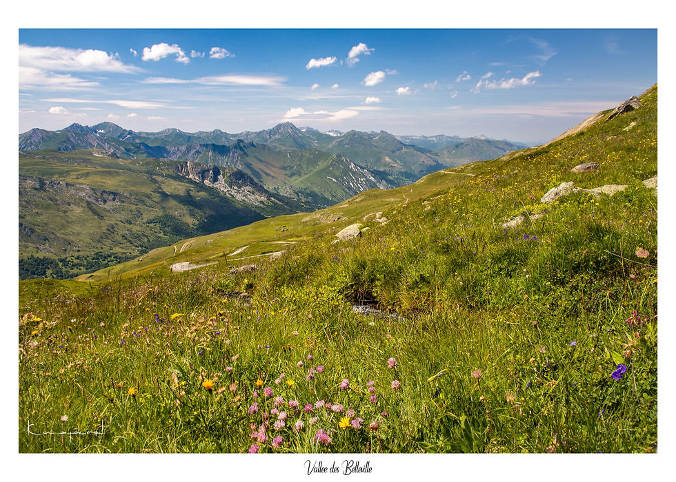 Champ de fleurs en montagne face à de hauts sommets verdoyants