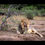Miniature : Lion - Botswana