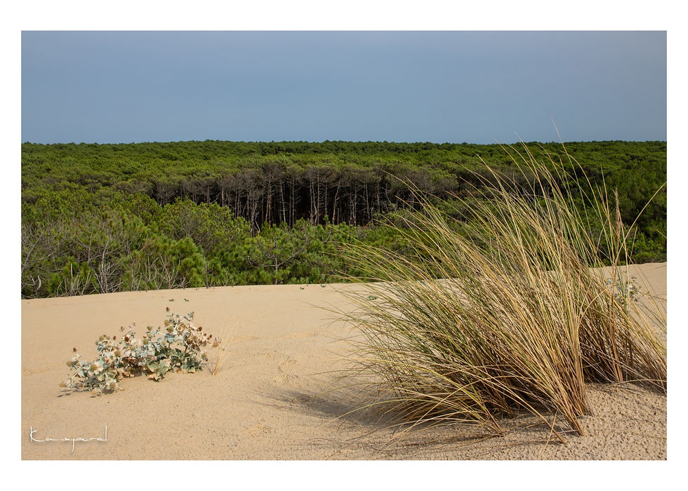 Vue sur la forêt de pins depuis les dunes du Cap de l’Homy dans les Landes.