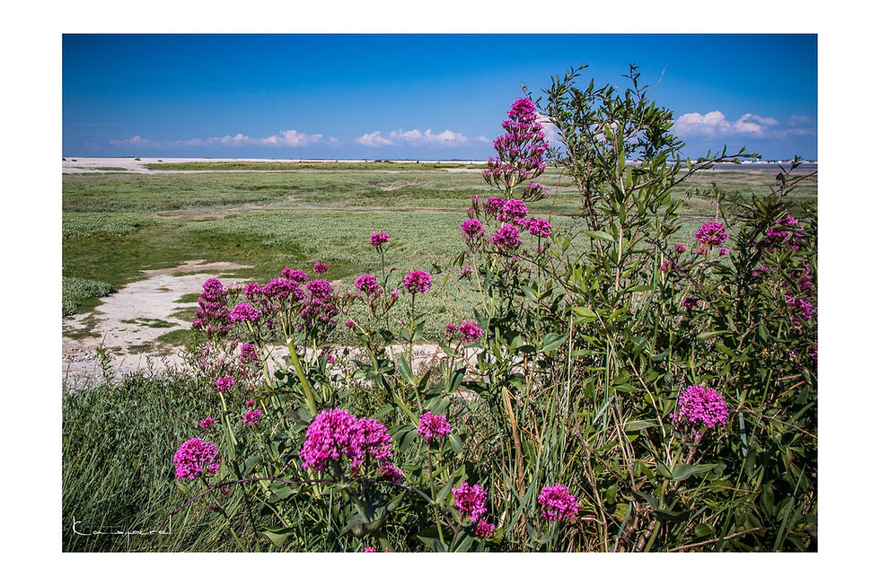 Miniature : Pointe du Hourdel