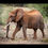 Miniature : Eléphant - Botswana
