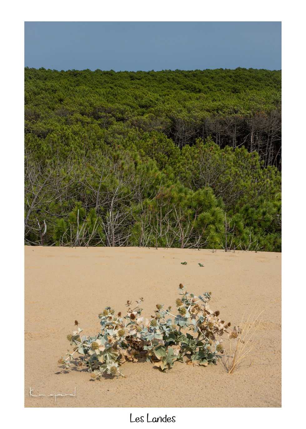 Pins maritimes et végétation des dunes autour du Cap de l’Homy dans les Landes.