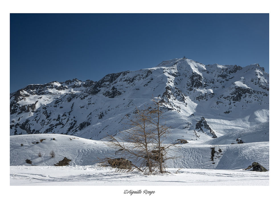 Arbre dépouillé de feuilles au bord d'une piste de ski enneigée face à l'Aiguille Rouge