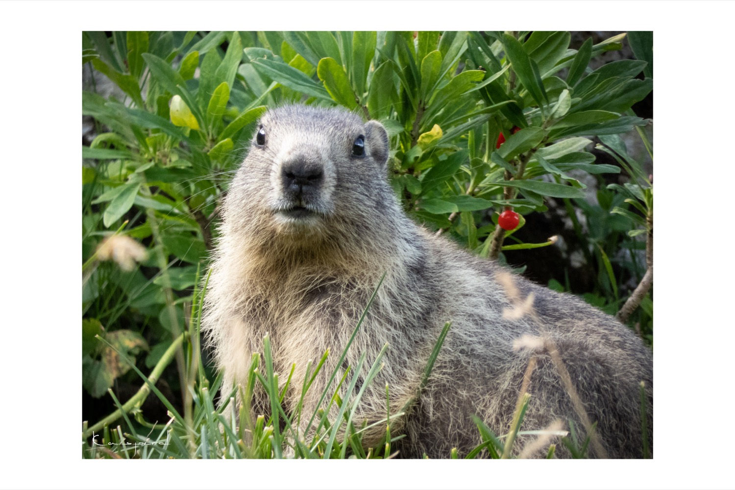 Marmotte - Pralognan la Vanoise