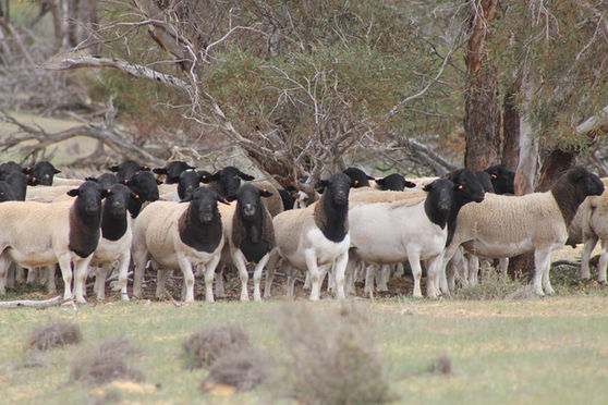 Chapman Valley Ram Sale Team selected
