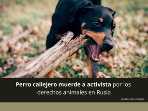 Perro callejero muerde a activista por los derechos animales en Rusia