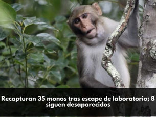 Recapturan 35 monos tras escape de laboratorio; 8 siguen desaparecidos
