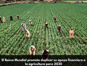 El Banco Mundial promete duplicar su apoyo financiero a la agricultura para 2030