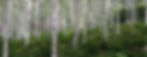 seve-de-bouleau-bienfaits-dune-eau-detoxifiante-1030x400.jpg