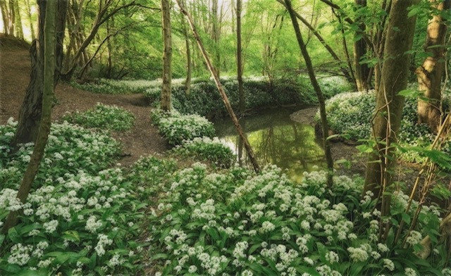 Wild garlic