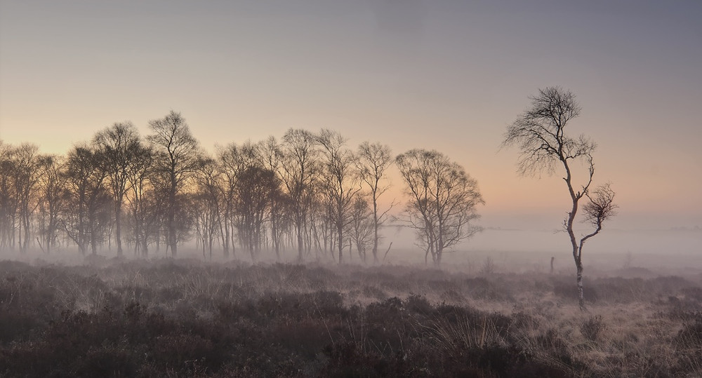 Silver birch trees on a misty morning