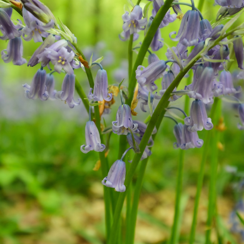 Macro bluebells
