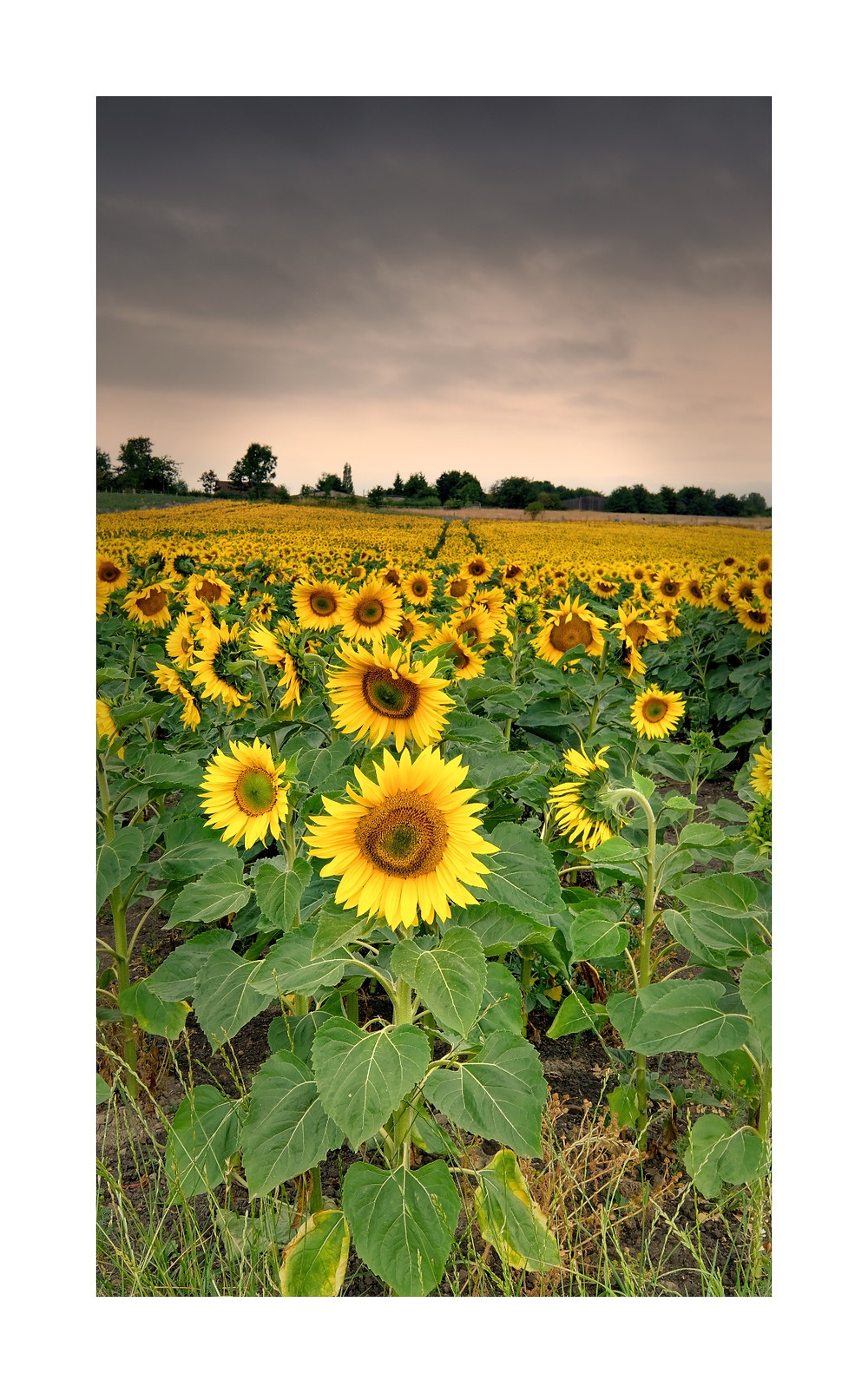 Sunflowers