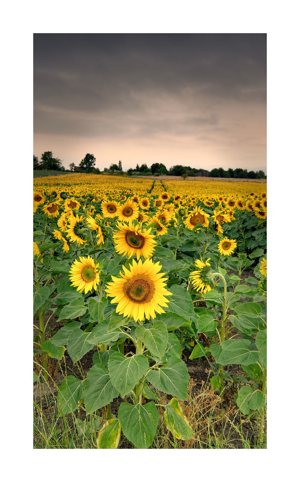 Sunflowers