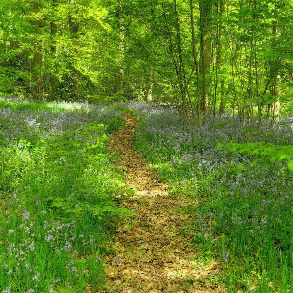 Bluebell woodland
