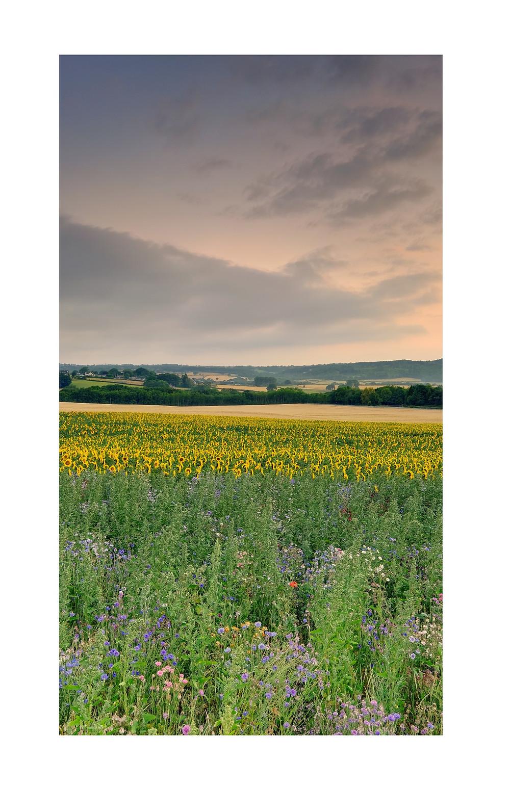 Sunflower Field