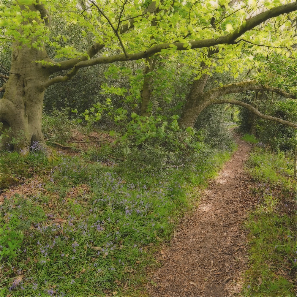 Gentle woodland walk