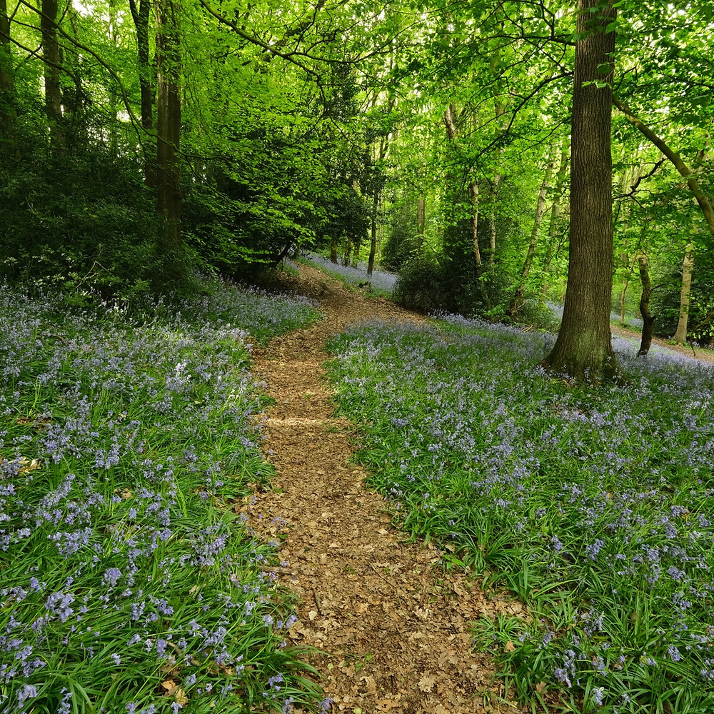 Frith wood Dronfield