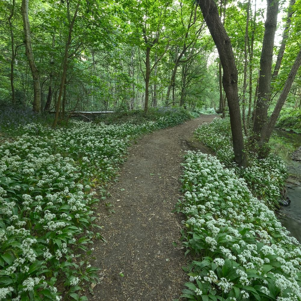 Wild garlic