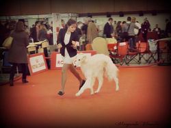 borzoi