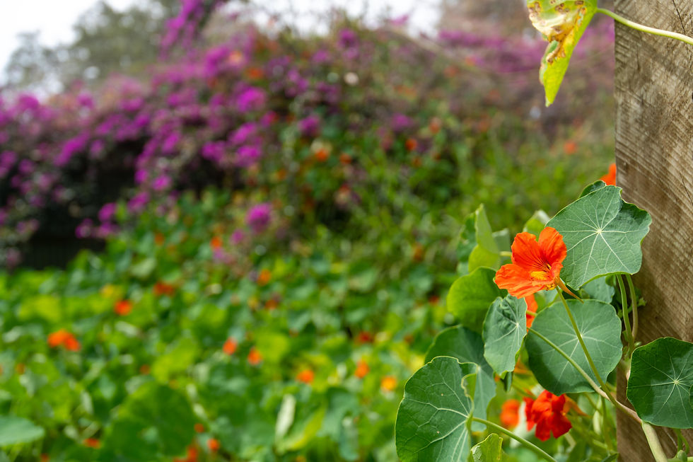 Explore the Gardens & Green Escape at Sunset Villa Norfolk Island
