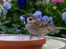 6 mythes over vogeltuinen ontkracht