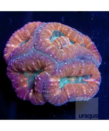Lobophyllia-sp.jpg.webp