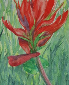 Indian Paintbrush, watercolor, 5" x 7", SOLD