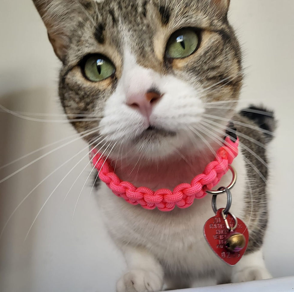 paracord handmade pet collar