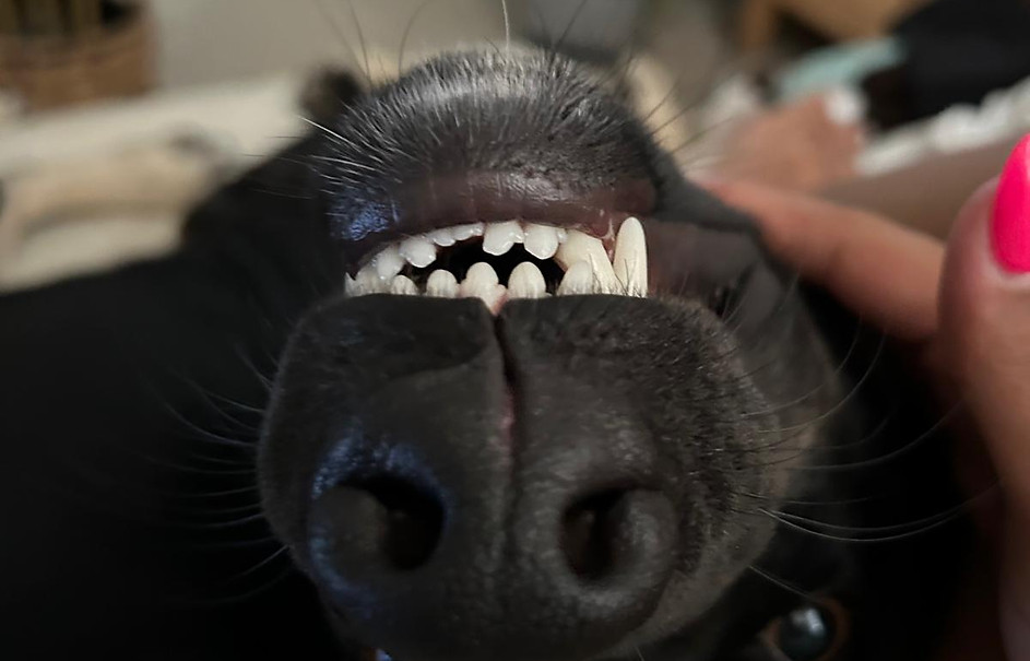 Bruno