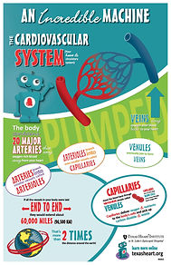 The Cardiovascular System infographic for kids