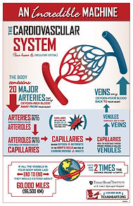 The Cardiovascular System infographic