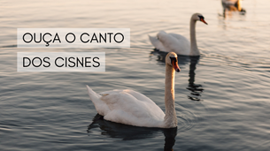 Ouça o canto dos cisnes