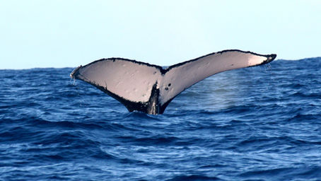 Preserving Samoa's Whale Migration Route: A Cultural Lifeline